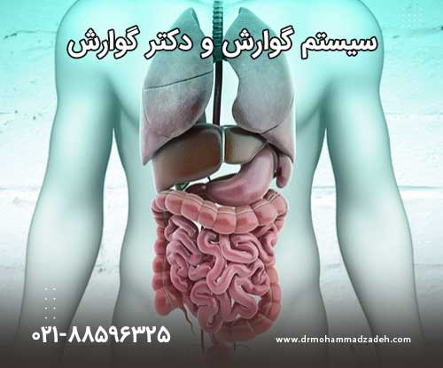 تصویر دستگاه گوارش