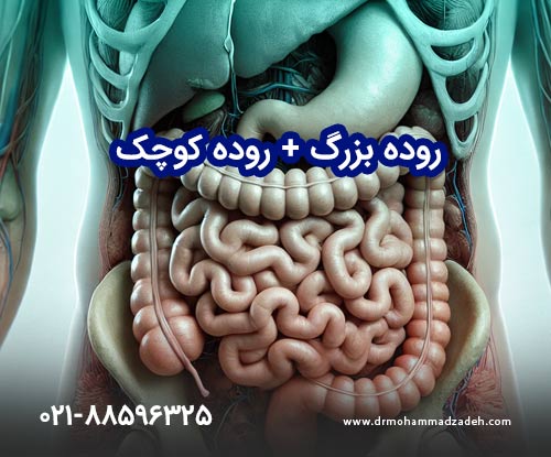 روده بزرگ | روده کوچک